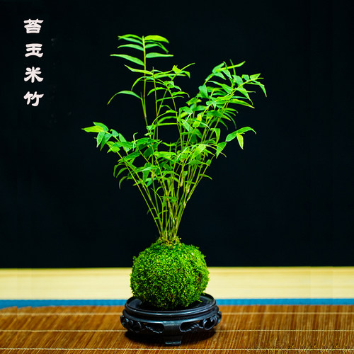 米竹盆栽室内小型凤尾竹迷你盆景好养竹子观叶客厅绿植物阳台禅意