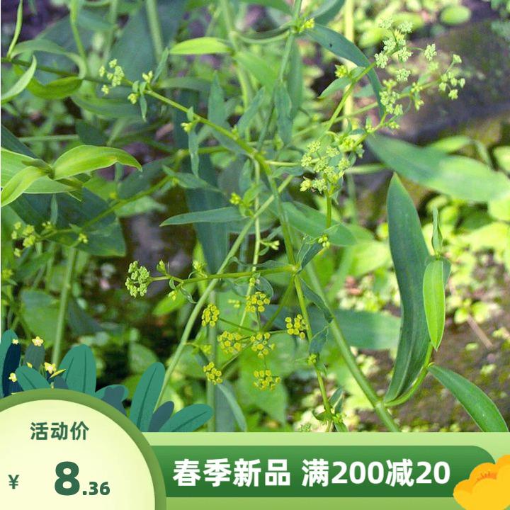 优质柴胡种子 柴草熏 31号柴胡 805北柴胡三岛柴胡山菜地