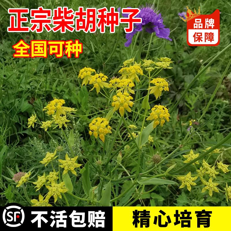 中药材柴胡种籽正品黑柴胡种子日本31号套种柴胡四季种植苗草药黄