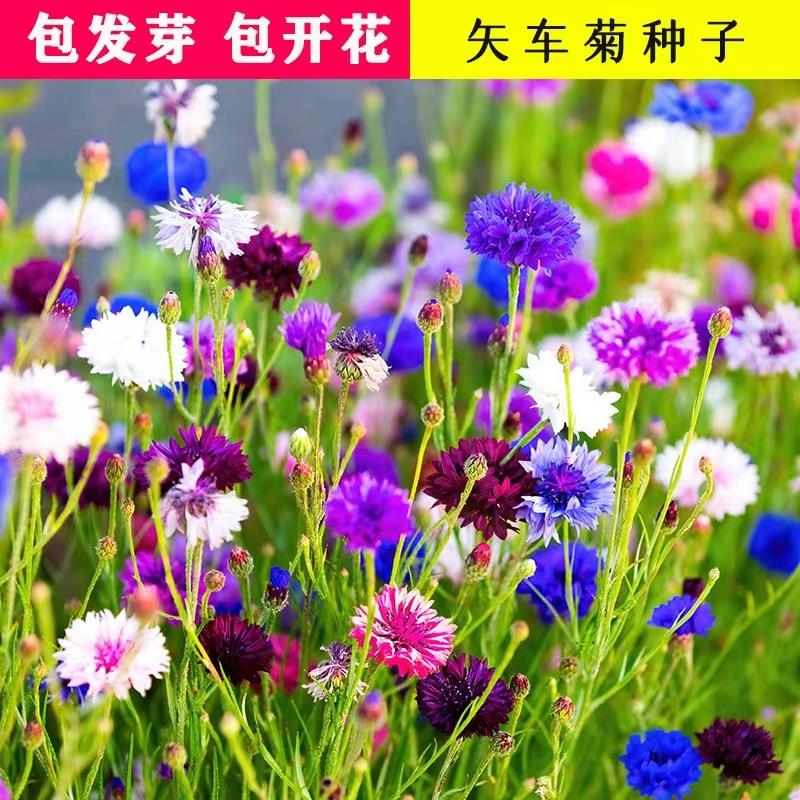 新疆包邮易花种四季矢车菊种蓝色矢车菊种子室外庭院绿化耐寒花卉