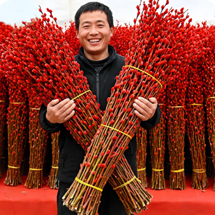 银柳真花鲜枝客厅摆件耐寒年宵花红色干花枝室内招财水培装饰花束