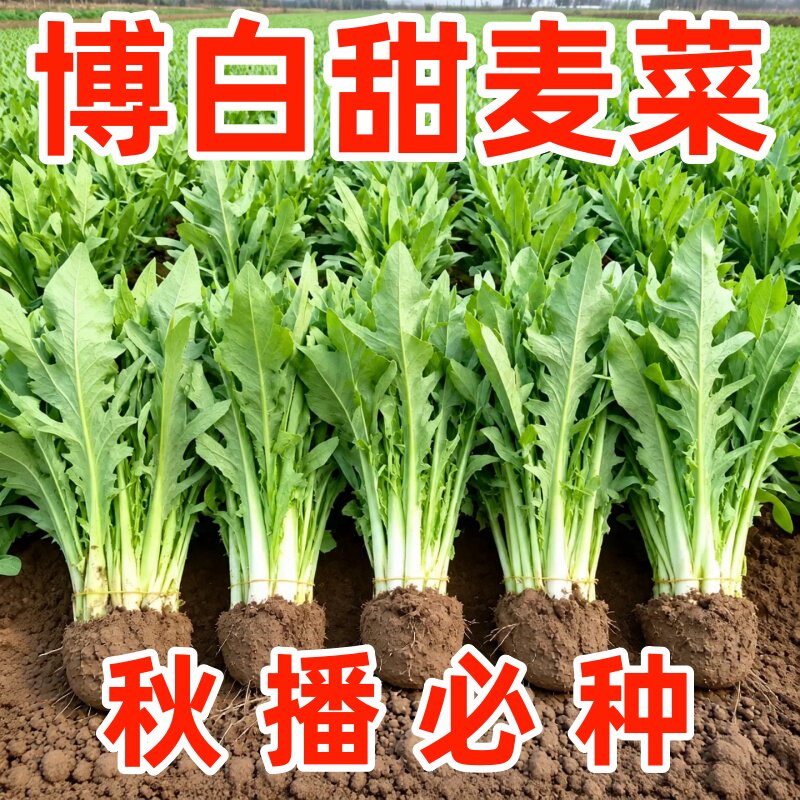 广西博白甜麦菜种子白梗花芽蔬菜南方四季播种阳台盆栽苦麦青菜籽