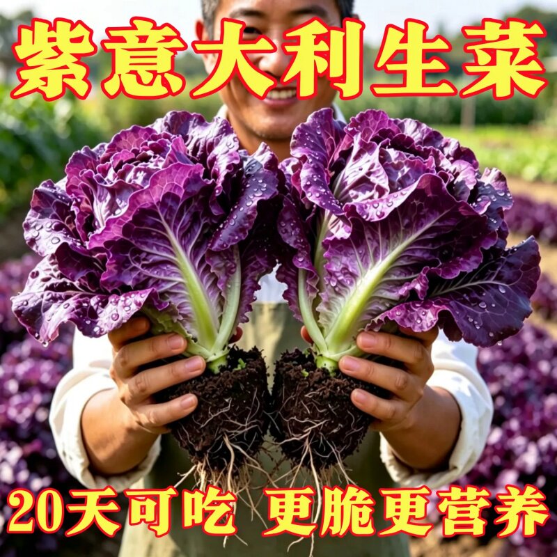 紫色意大利生菜种子生菜种子四季可播阳台庭院蔬菜种籽热销高产