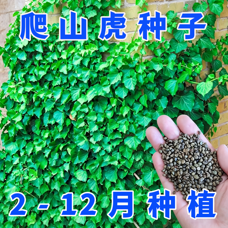 爬山虎种子四季常青不落叶草籽藤条爬藤植物爬墙虎苗三五叶种籽孑
