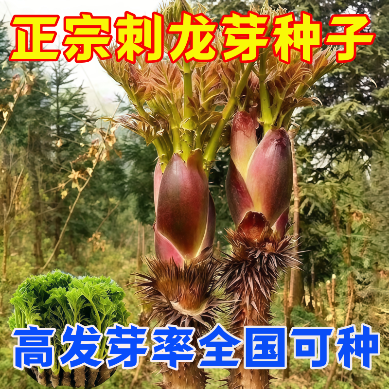 新品种刺龙芽种子野味浓郁东北刺老包刺包芽特色蔬菜种子高产易种