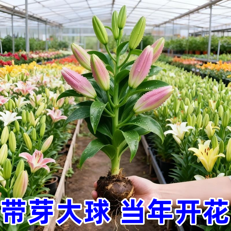 进口香水百合种球带芽耐寒好养