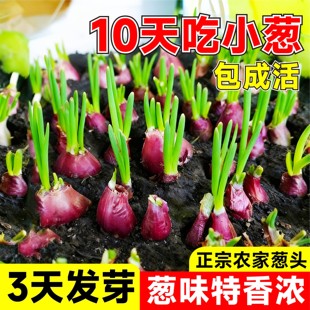 正宗红葱头香葱头干葱头火葱头种香新鲜小葱头广东农家自种小葱