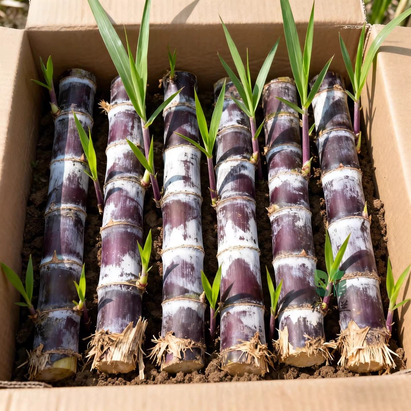 南北方易种植的广西黑皮青皮甘蔗种苗脆皮甘蔗苗尾巴树四季可种植