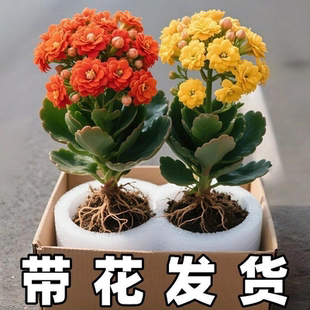 长寿花盆栽带花苞金狐狸四季 开大花易活好养室内绿植花卉多肉植物