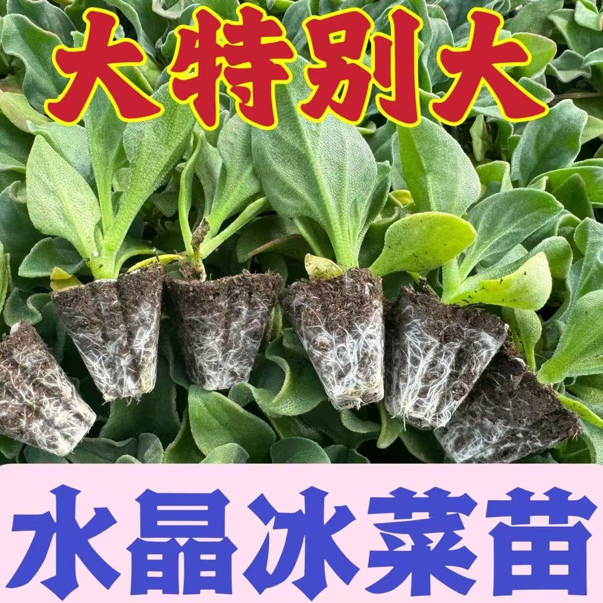 水晶冰菜苗大苗种子四季特色蔬菜苗秧苗春秋阳台庭院沙拉冰草苗子