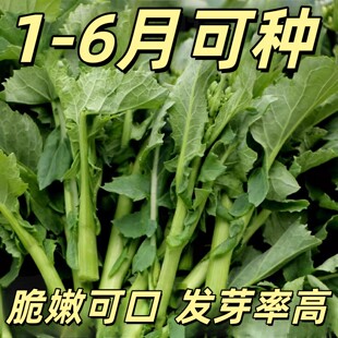 板蓝根菜苔种子四季早熟青菜苔种子农家盆栽板蓝根小青菜蔬菜种孑