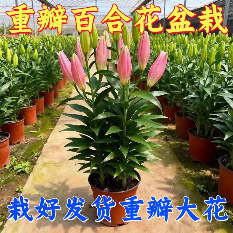 带花苞百合花盆栽室内浓香型花卉客厅香水百合鲜花植物阳台盆景花