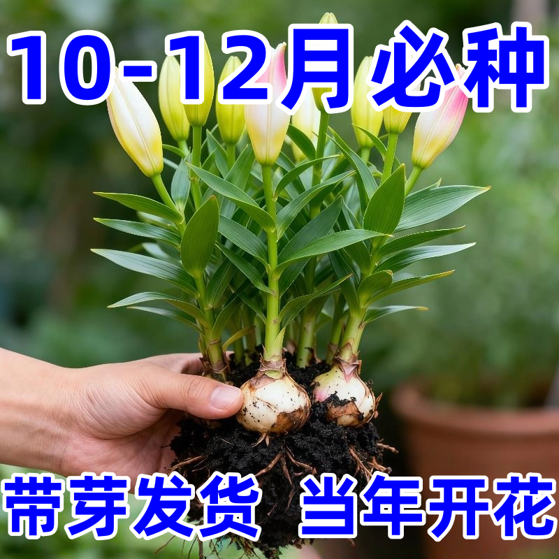 【带芽发货】香水百合种球四季种植盆栽室内阳台花卉绿植种子耐寒