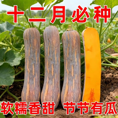 健美密本南瓜种子超甜粉面