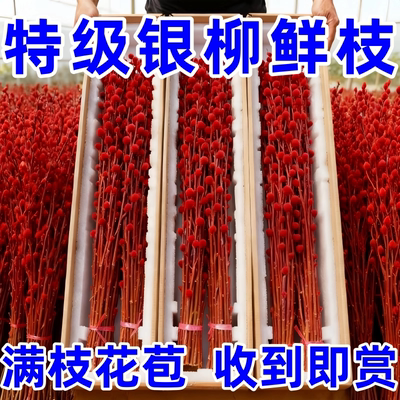 银柳真花鲜枝客厅摆件耐寒年宵花红色干花枝室内招财水培装饰花束