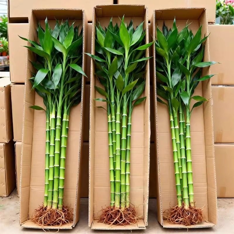 带根富贵竹水培植物绿植室内盆栽客厅招财粗杆水养节节高特级竹子,鲜花速递/花卉仿真/绿植园艺,造型盆景,淘宝优惠券,粉丝福利购,淘宝优惠卷