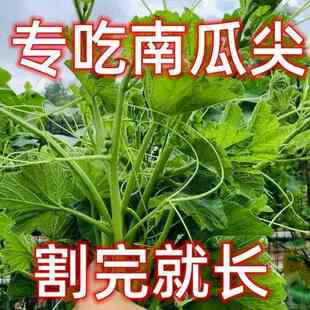专吃南瓜藤种子秋播果种南季瓜蔬菜种春子专吃瓜藤南茎嫩叶瓜种子
