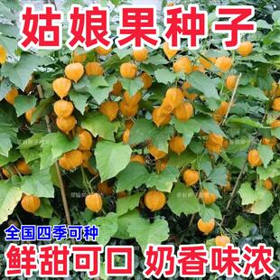 姑娘果种子粒粒甜黄姑娘果种子一年四季种阳台盆栽东北灯笼果种籽