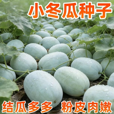 一串铃冬瓜种子四季早熟果大抗病高产白皮粉皮小冬瓜种籽蔬菜种孑