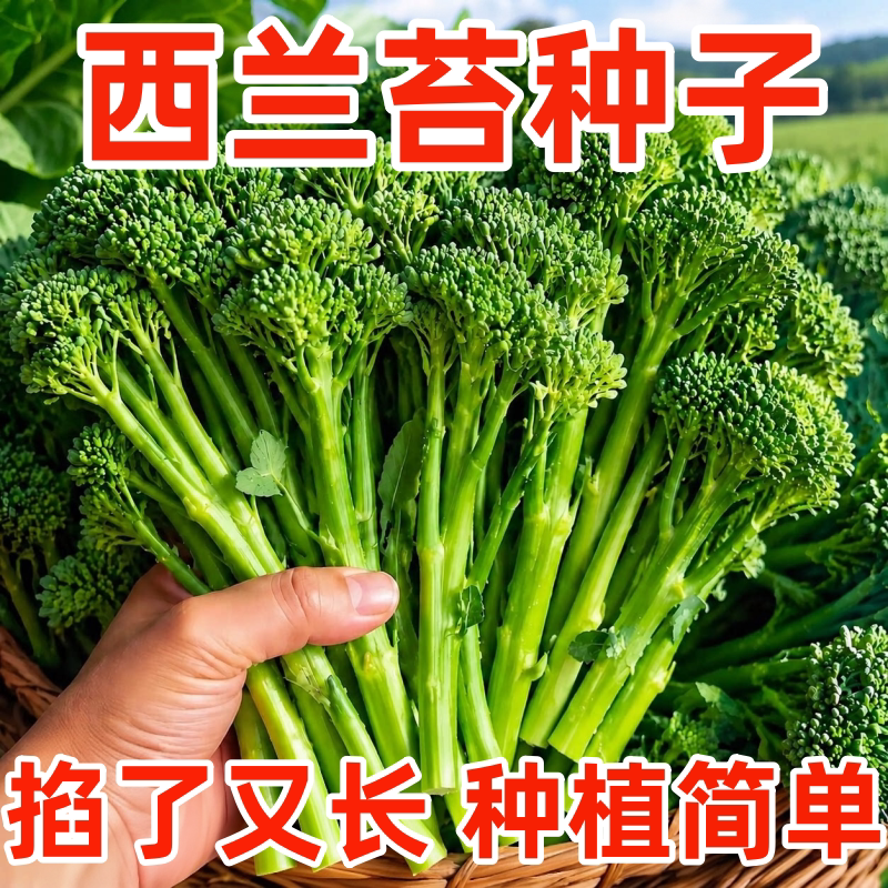 云南新鲜兰花苔西兰花苔芥蓝菜农家自种西兰花脆嫩兰花菜苔新鲜