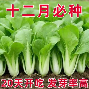 奶油小白菜种子耐寒耐热四季种植紫色白菜正宗农家老品种速生高产