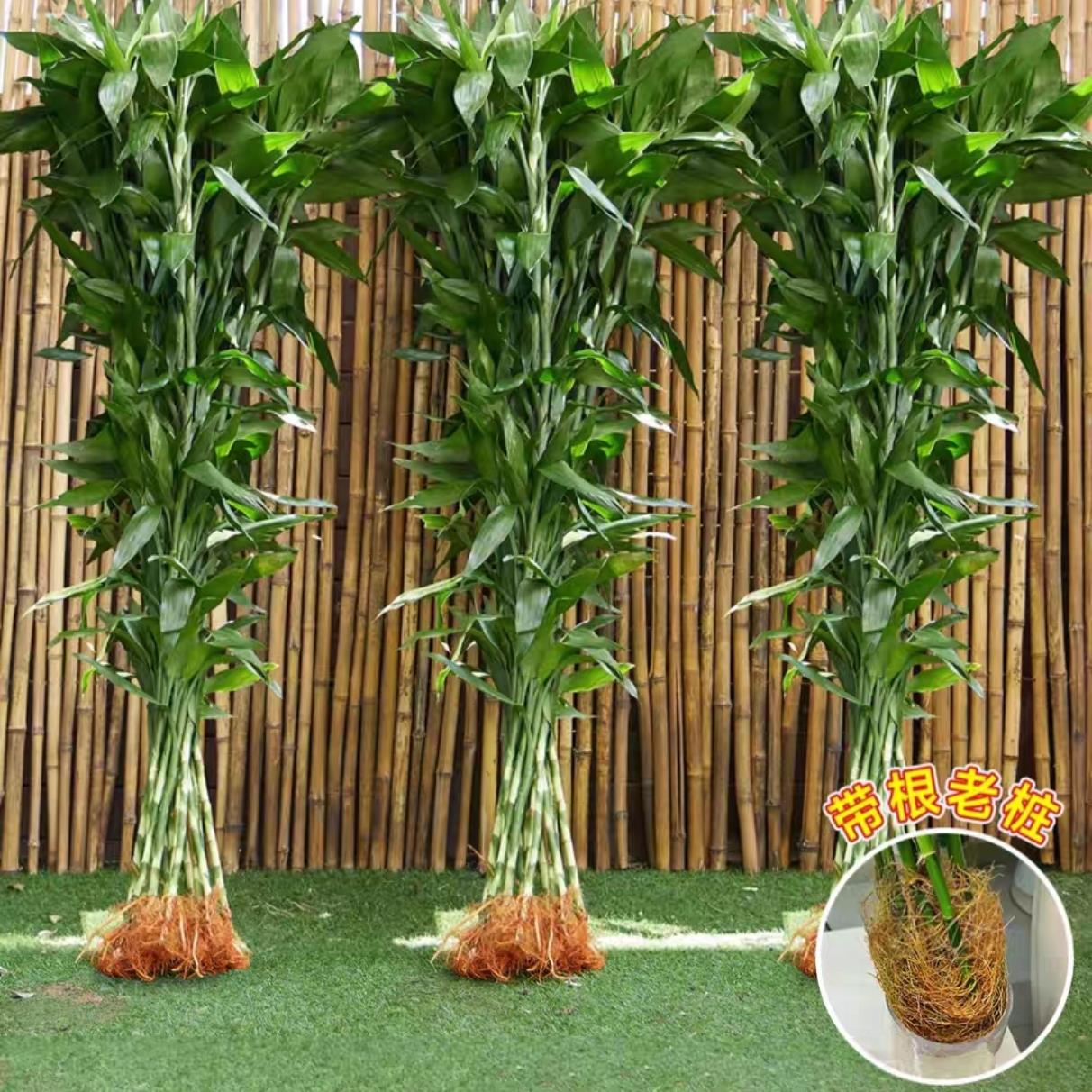 1-2米高带根招财富贵竹风水竹摆件客厅办公室内土培盆栽水培植物