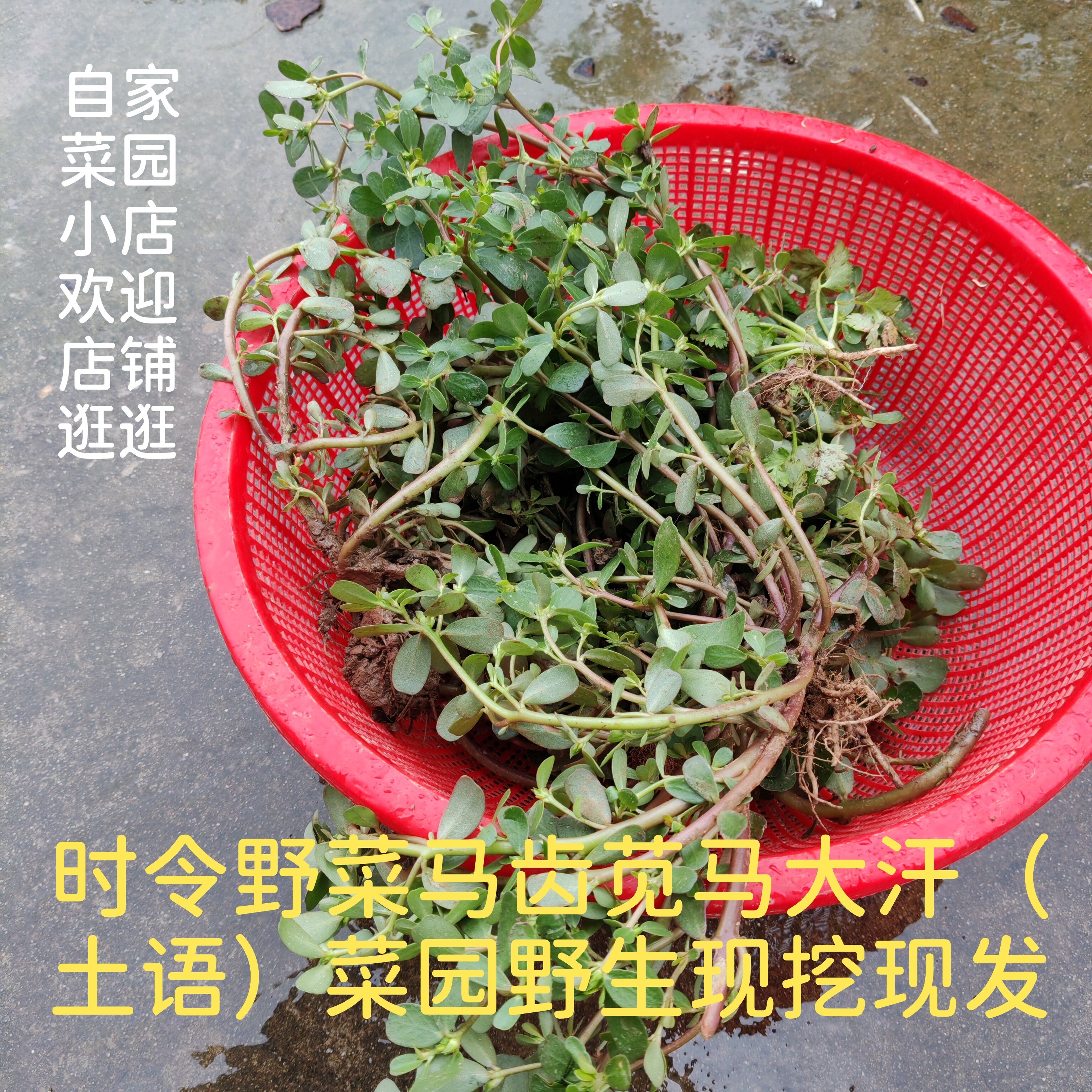 野生马齿苋(可以栽种)新鲜长寿菜食用马蜂菜马笕菜农家野菜现挖