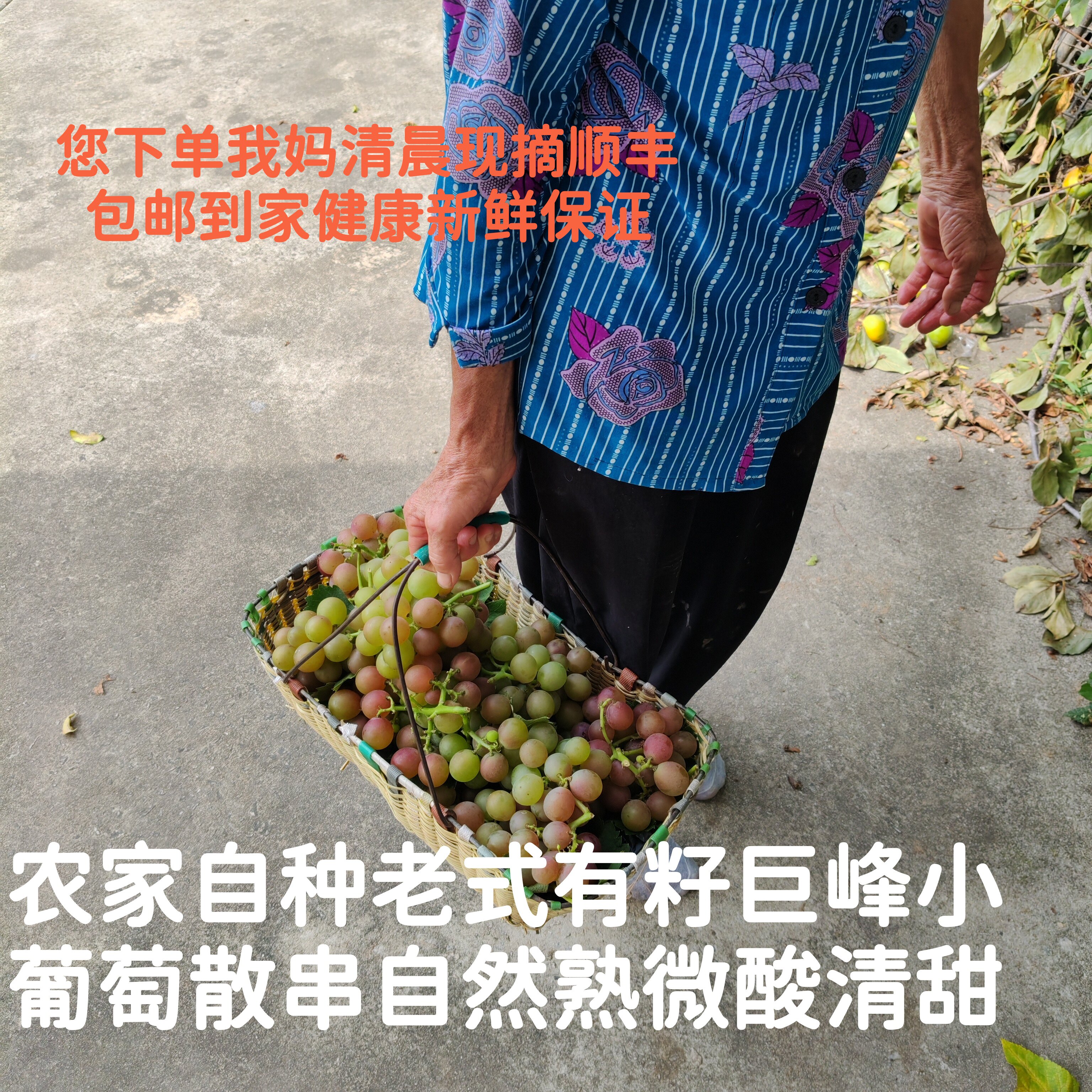 【老式自然有籽青红巨峰小葡萄】新鲜当季酸甜孕妇水果农家自种
