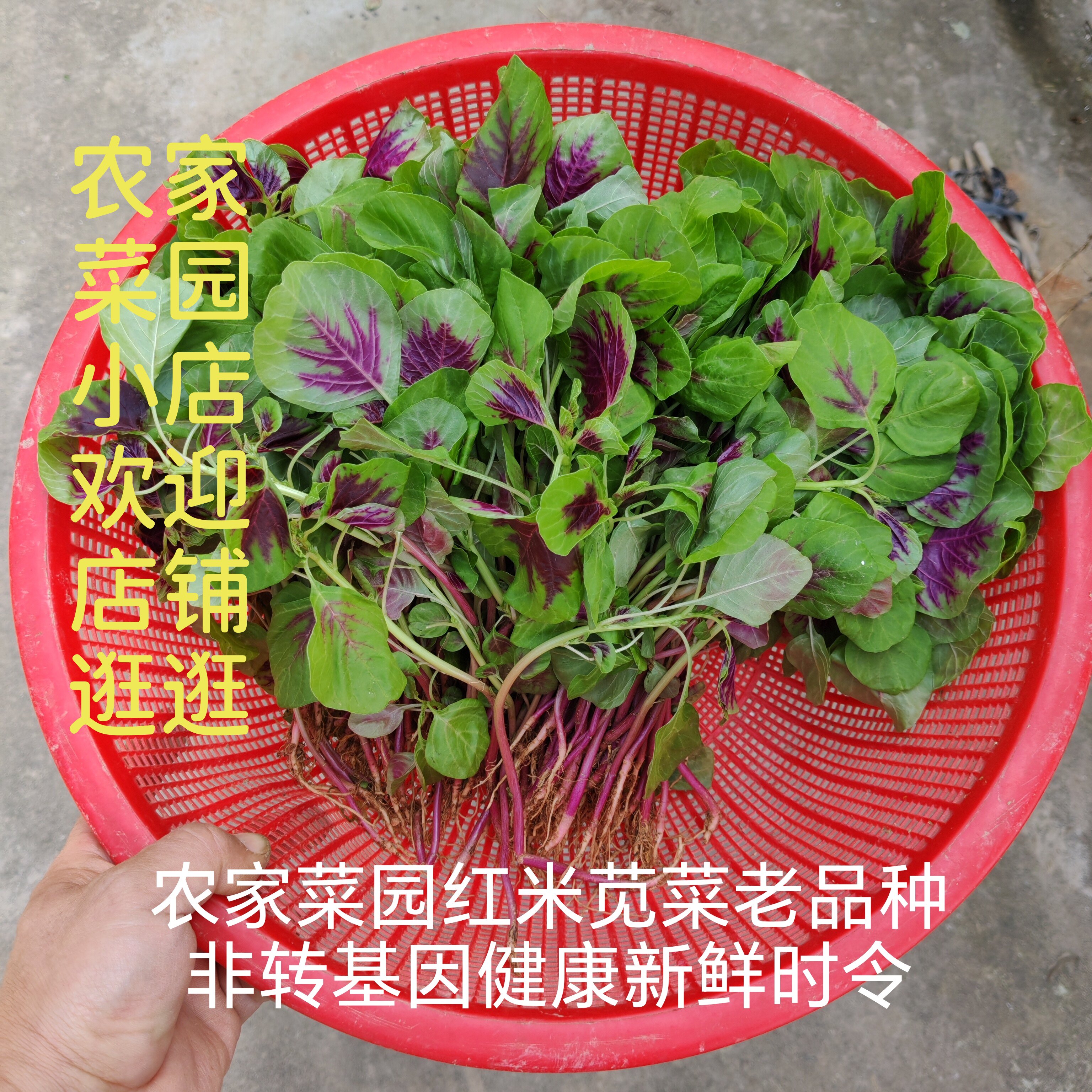 红米苋菜蔊菜农家自留种传统露天种植无黑科技农家肥健康现摘现发
