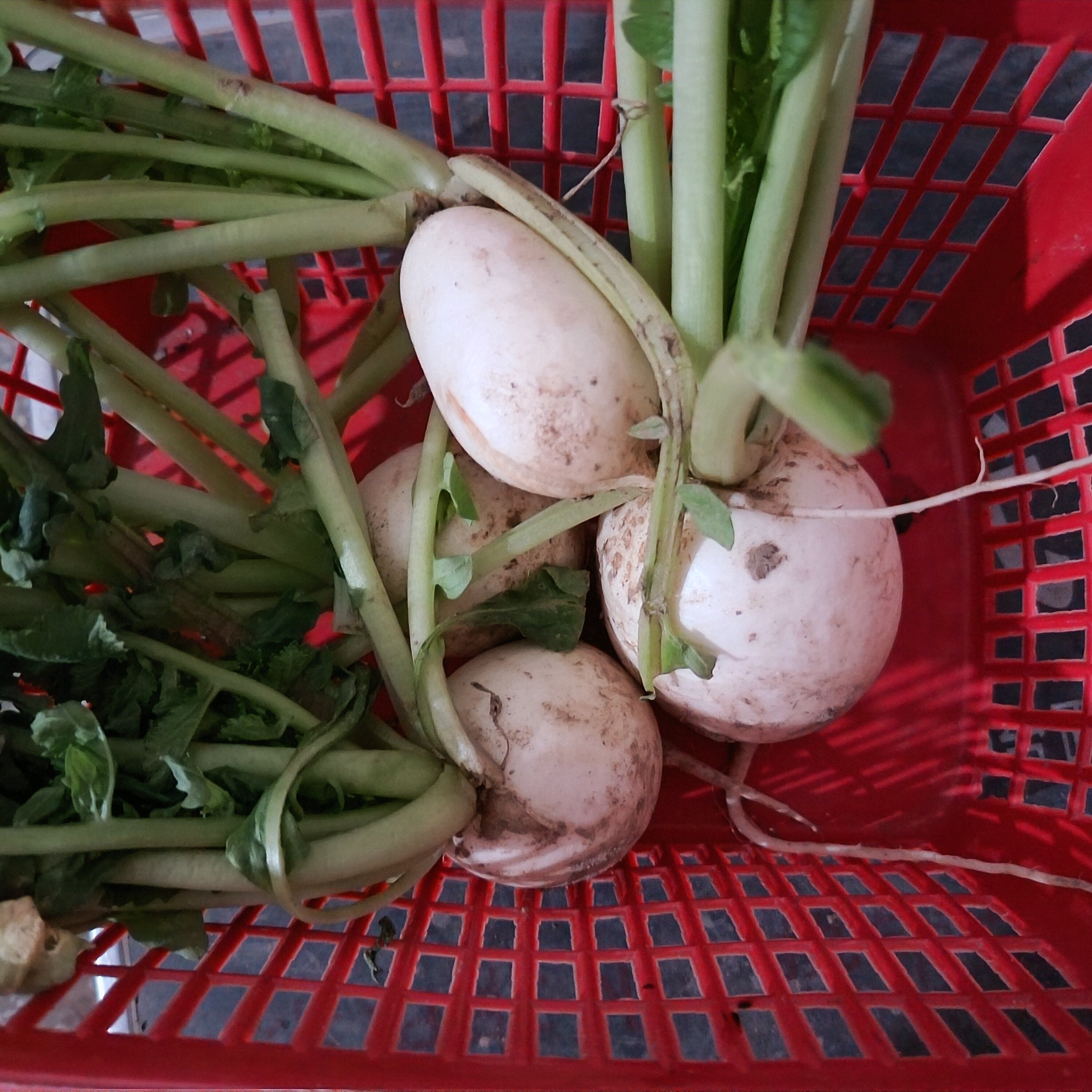 老品种白萝卜圆萝卜小萝卜自家菜园无黑科技清脆爽口炒菜泡菜腌制