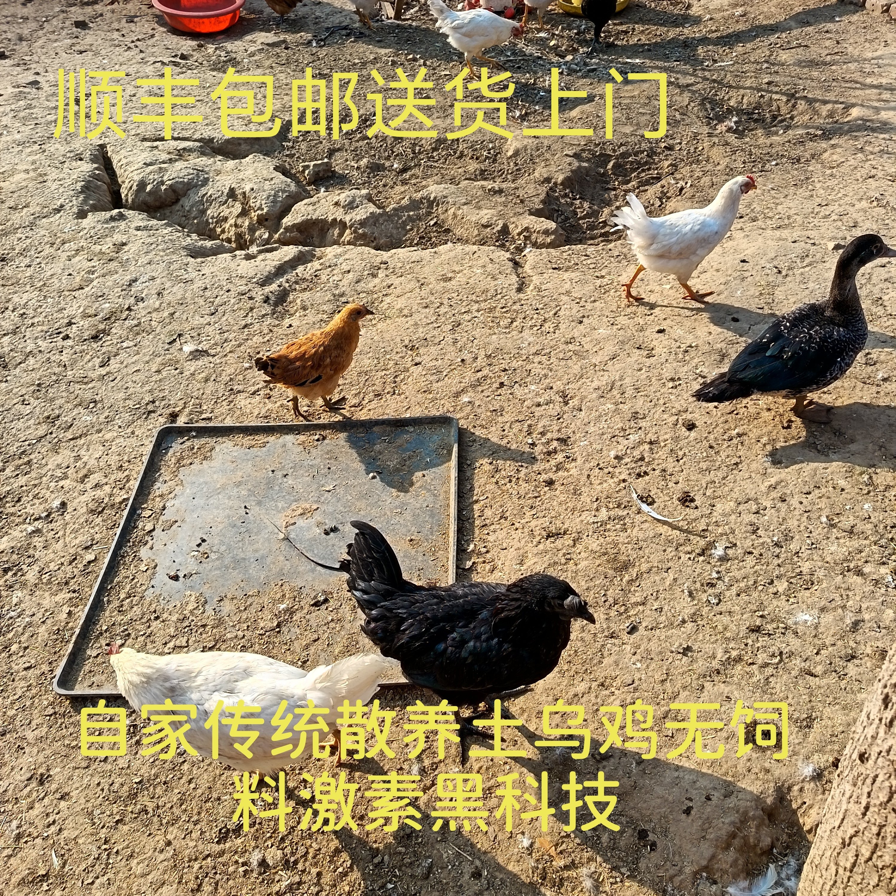 农家土乌鸡小乌鸡五谷杂粮无黑科技果园菜地散养女性滋补好