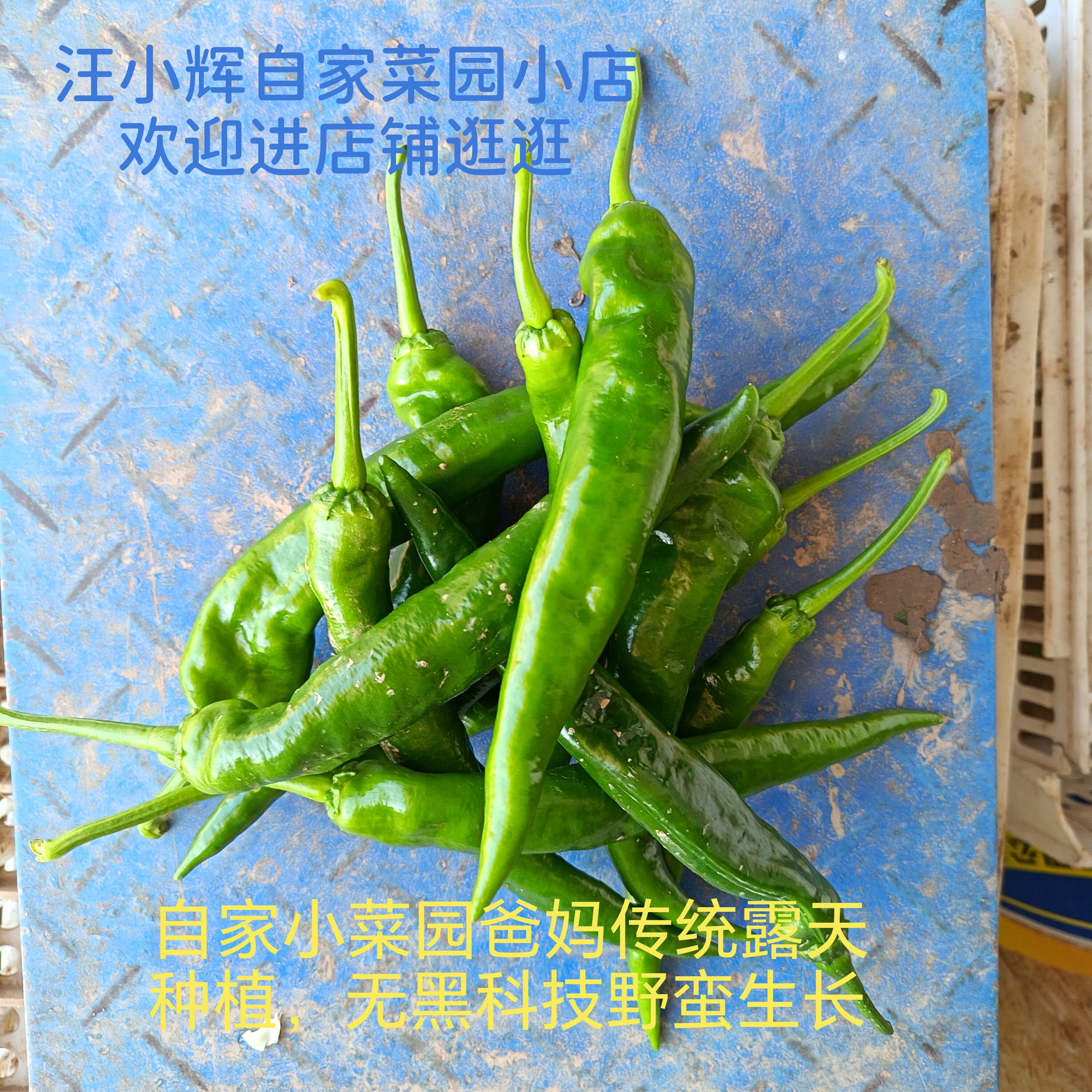 早脆辣椒中度辣虎皮椒自家菜园露天传统种植无黑科技健康脆嫩时令