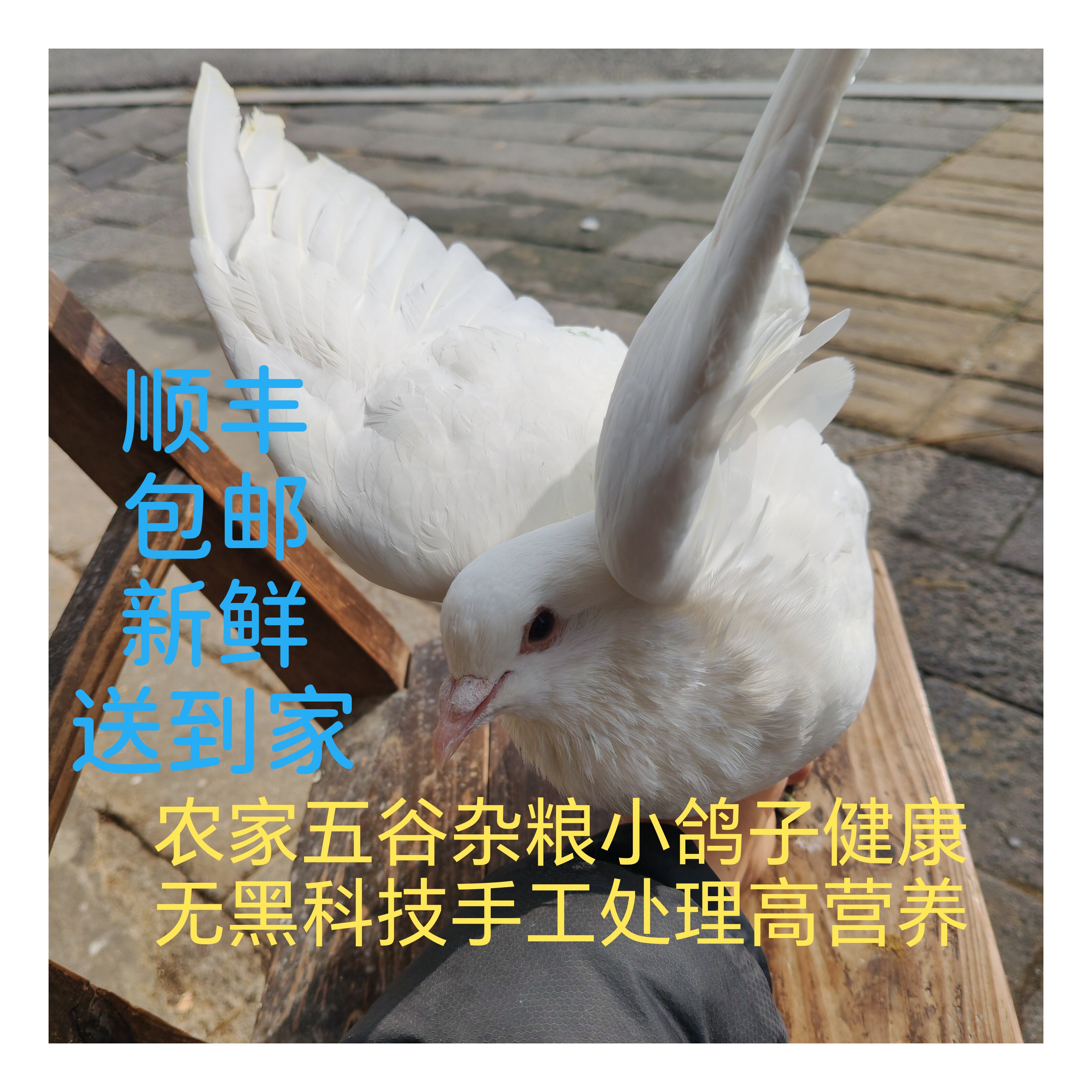 小鸽子老鸽子农家野外放养无抗无饲料健康高营养女性补气血首选好