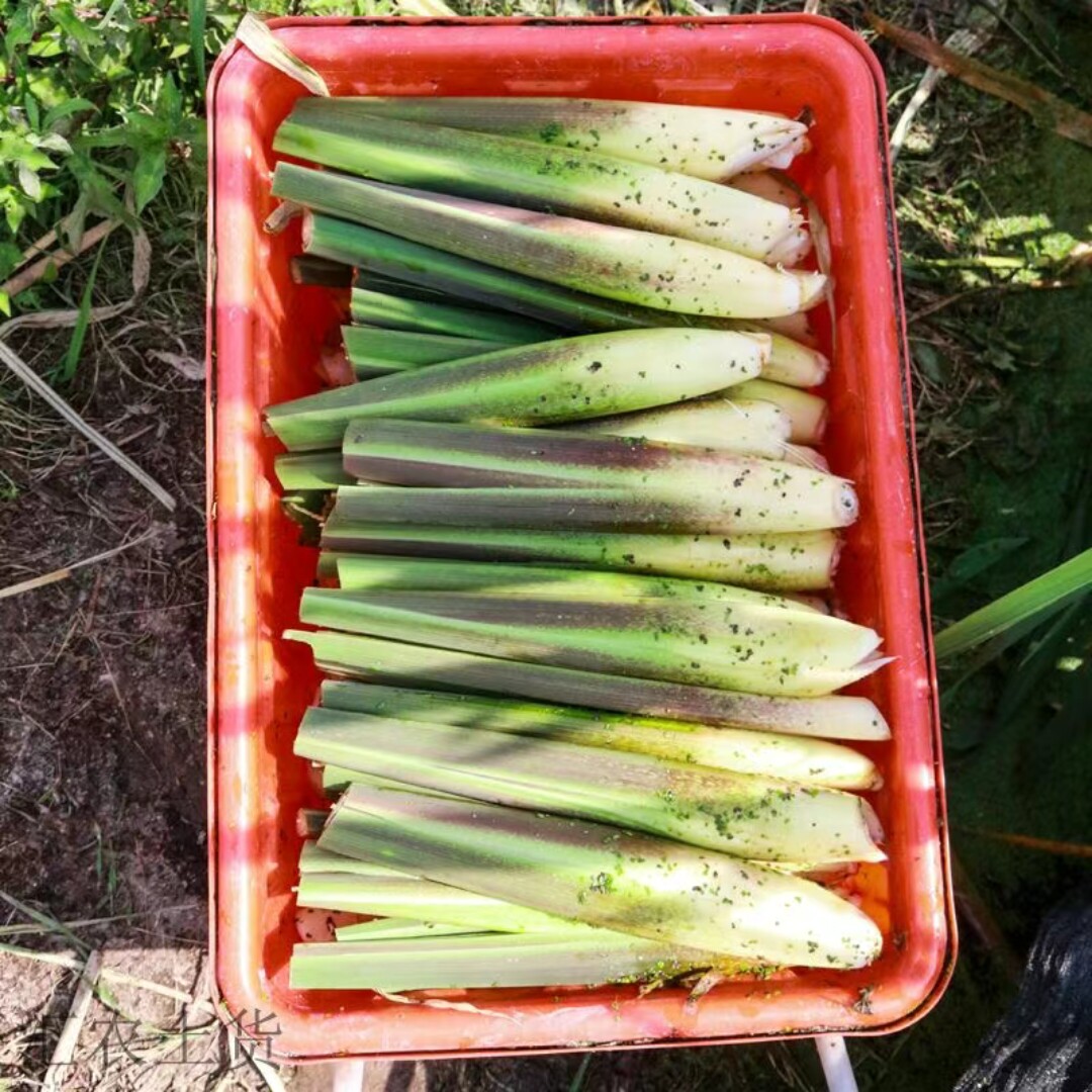 农家小茭白农田露天种植纯天然营养丰富现挖现发新鲜健康时令蔬菜