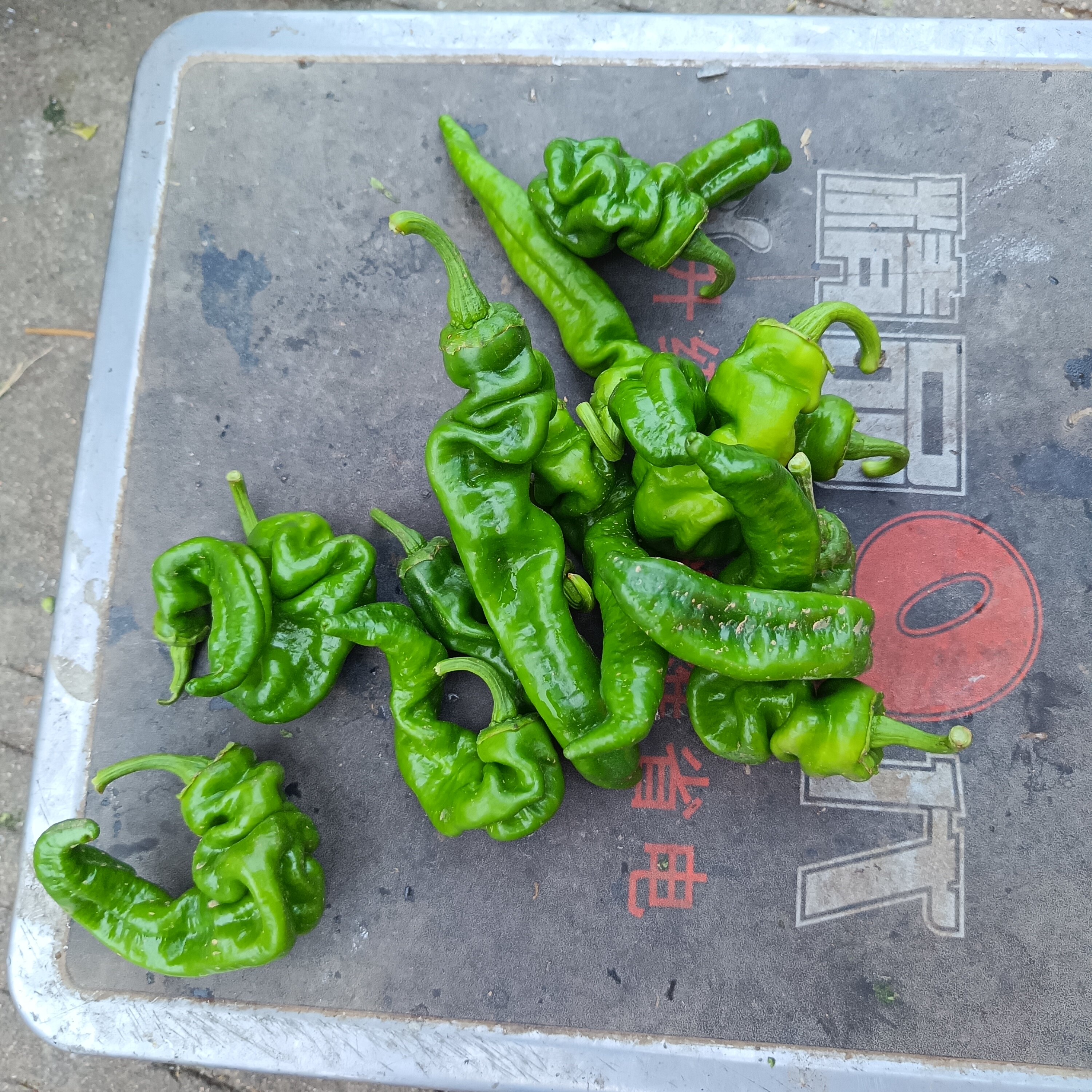 小菜园子农家留种循环种植笨辣椒