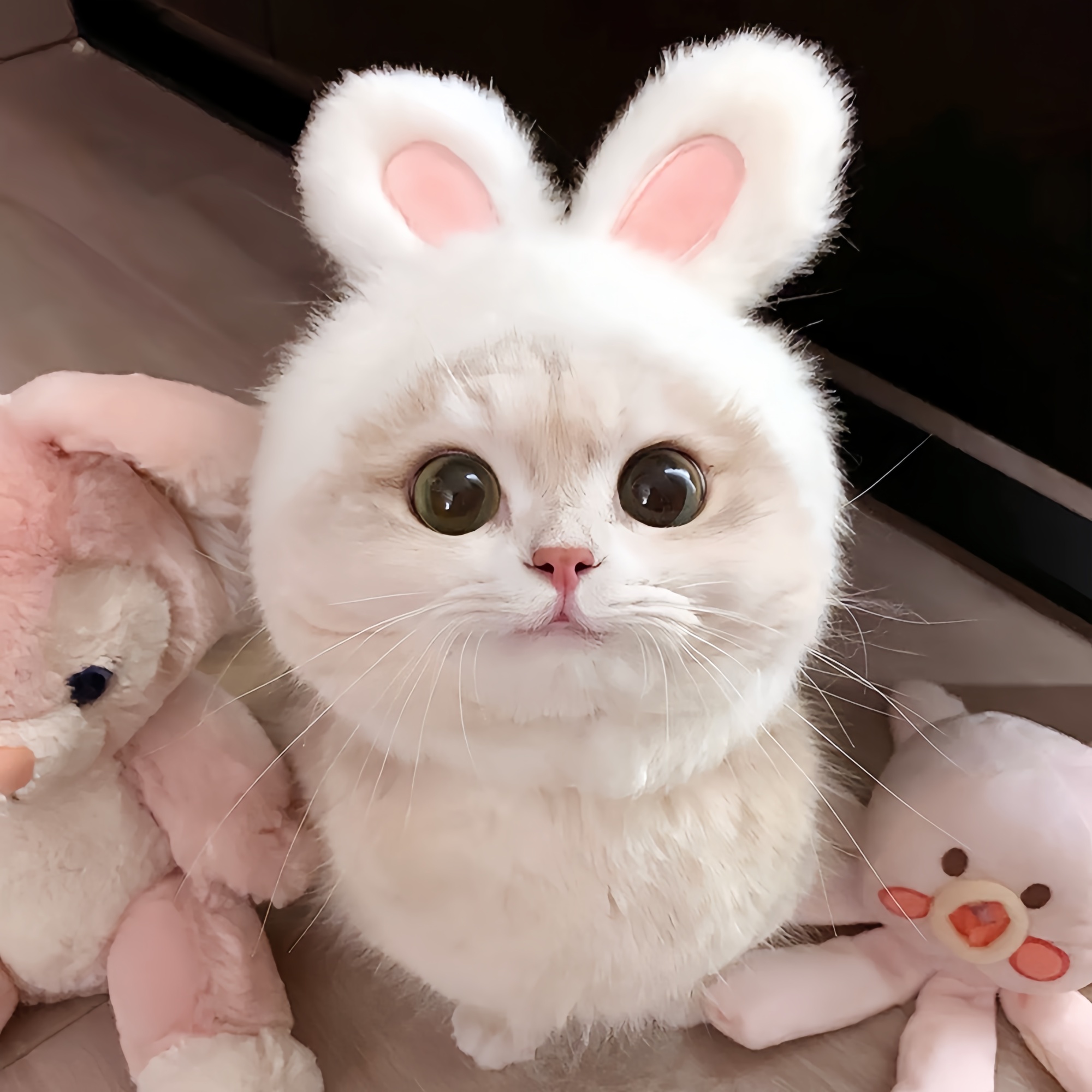 猫咪兔耳朵帽子可爱毛绒头套围巾