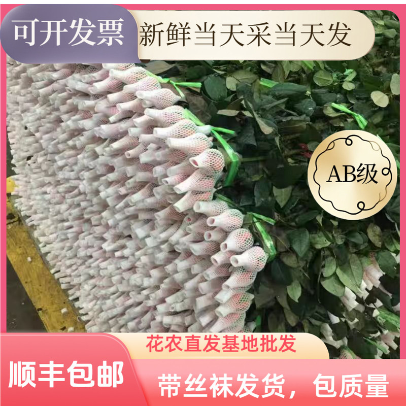 顺丰包邮【红玫瑰100支批发云南新鲜直发花店批发摆地摊520礼物