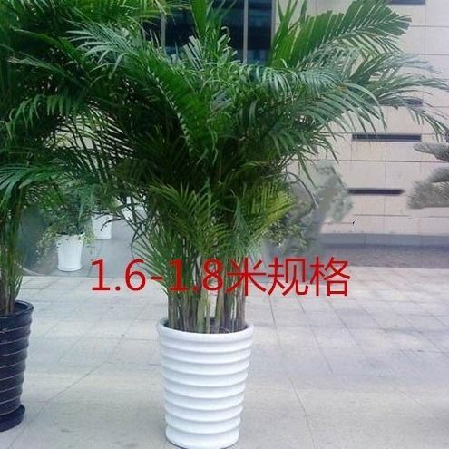 中大型绿植散尾葵凤尾竹凤尾葵袖珍椰子办公室内盆栽四季常青绿植