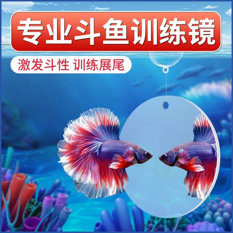 泰国斗鱼专用训练镜互动展尾锻炼悬浮球吸盘小型鱼缸内外镜子造景