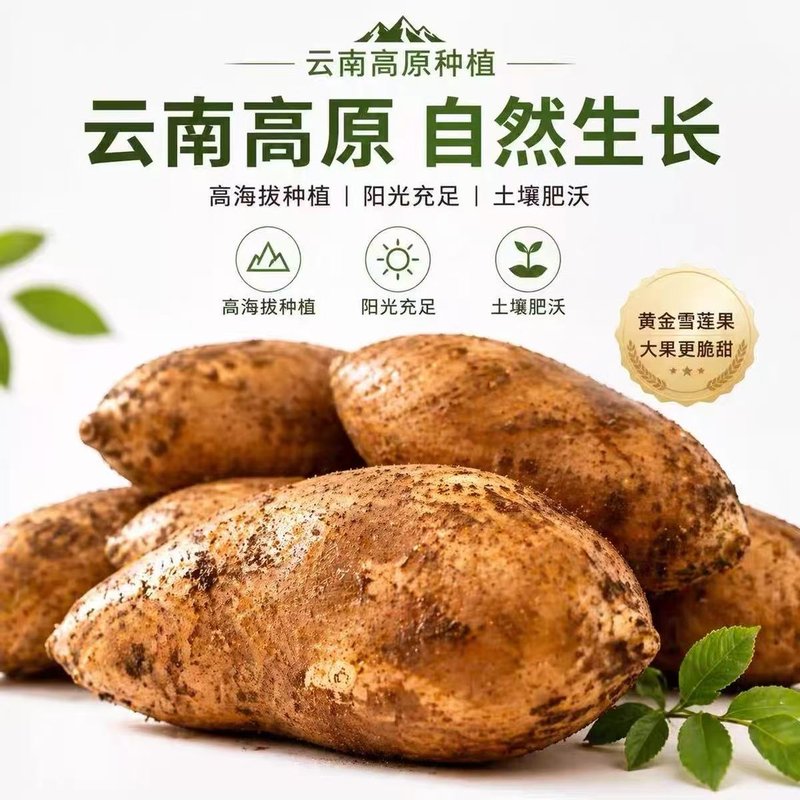 精品碱性水果云南高原山红泥沙雪莲果新鲜黄心应季碱性低糖水果