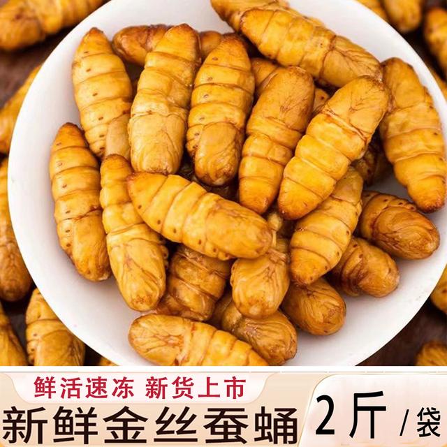 新货金丝蚕蛹山东黄金蛹活体速冻当季新鲜茧蛹蚕茧子