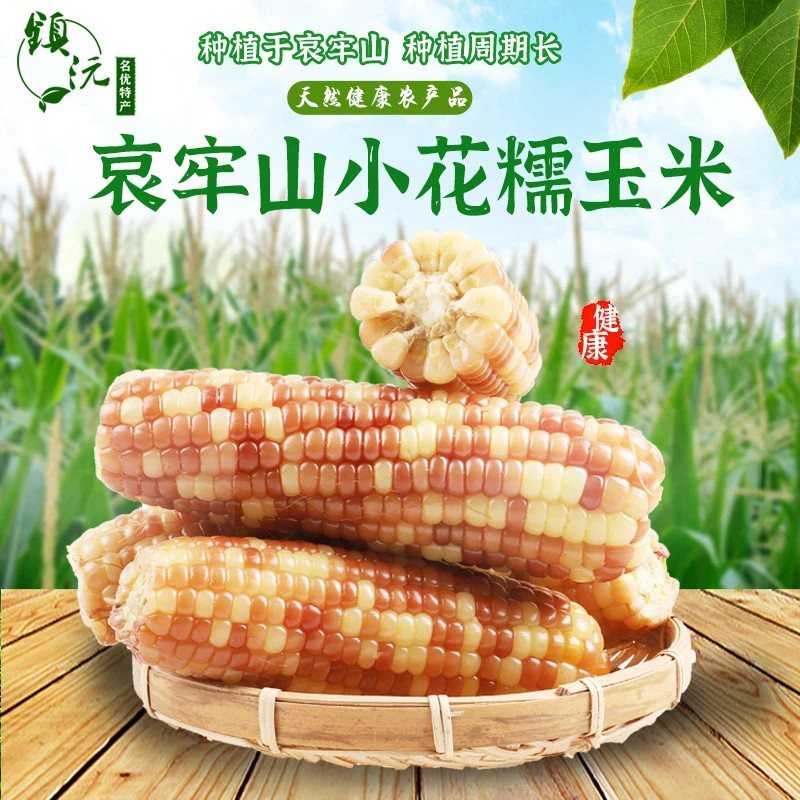 云南小花糯玉米3斤新鲜香糯黏糯香甜玉米棒代餐四季种到手8-9根