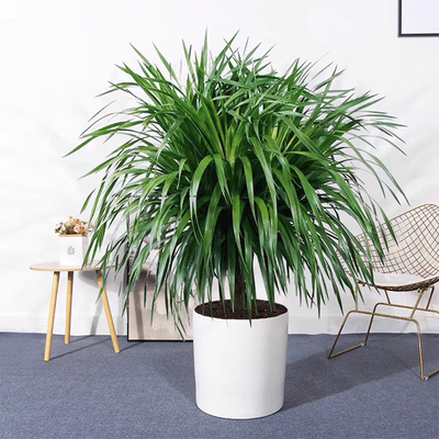 龙须树盆栽室内客厅大型绿植四季常青多头龙血树好养净化空气盆景