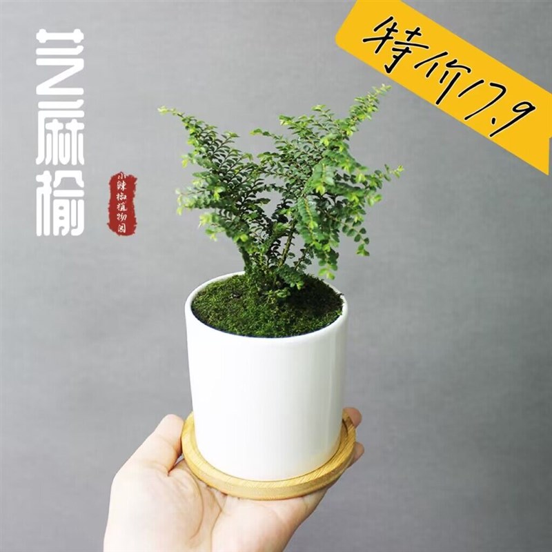 芝麻榆 八房榆 正宗小叶榔榆树苗 微型盆景素材小品盆栽绿植盆栽