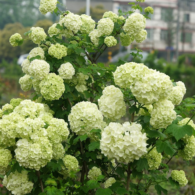 青柠园景  欧洲木绣球 玫瑰 木本绣球八仙花阳台庭院盆栽绿植包邮