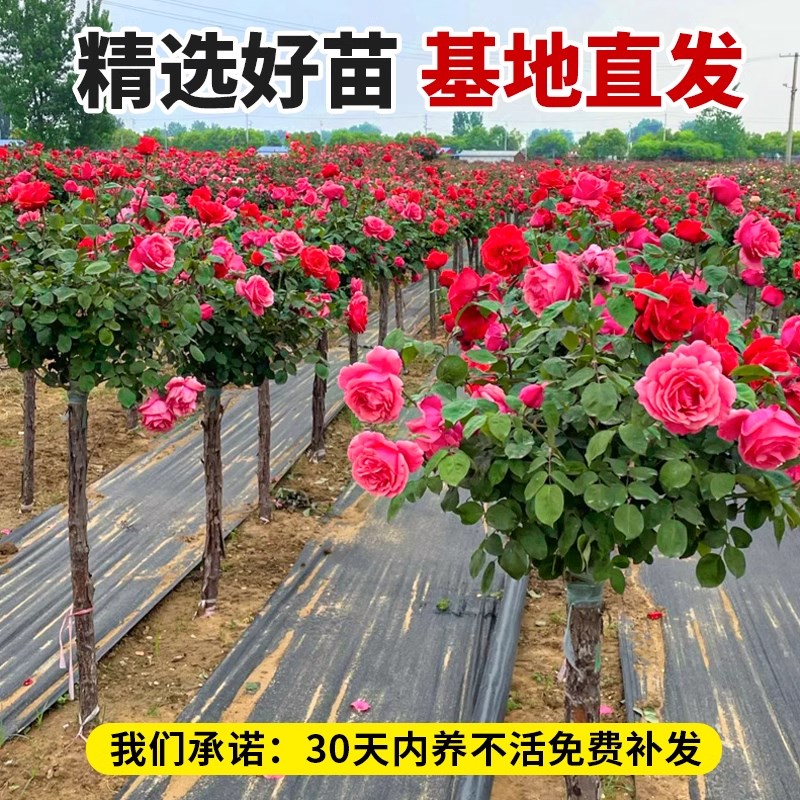 棒棒糖树桩月季花苗室外庭院四季开花植物盆栽绿植特大玫瑰花树苗