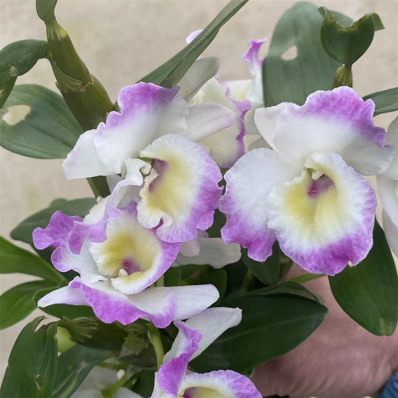 带超多花苞出售春石斛正宗石斛盆栽浓香花卉石斛兰洋兰室内外绿植