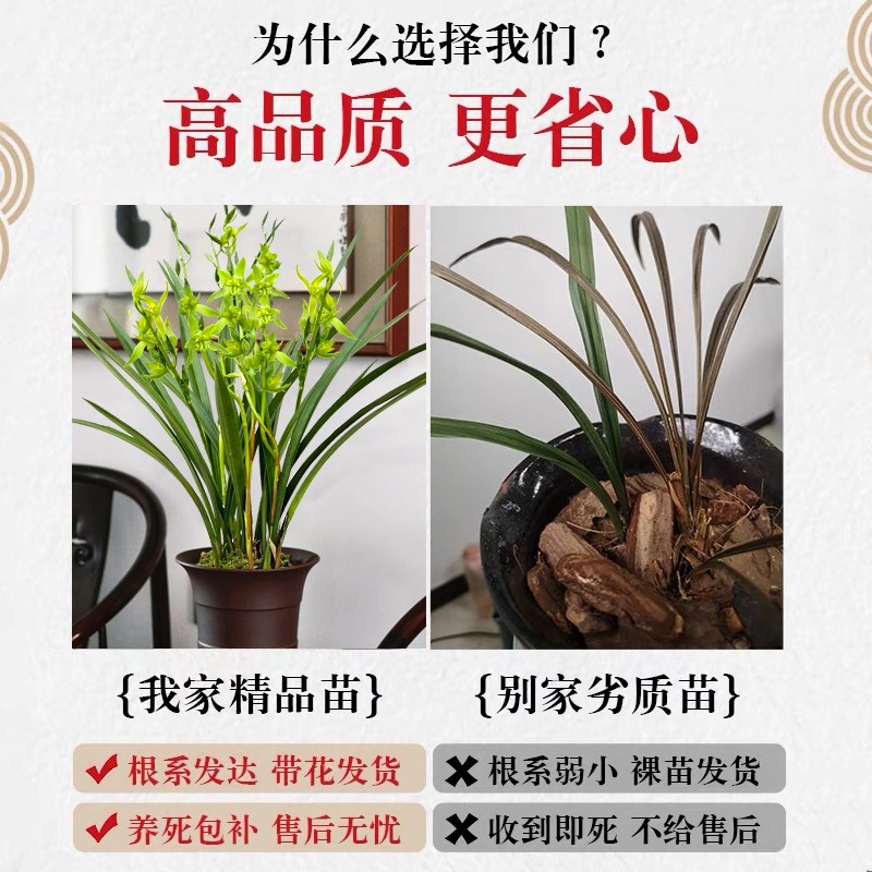 兰花苗墨兰报岁兰 绿云 冬带花苞出售室内外庭院好养绿植花卉盆栽