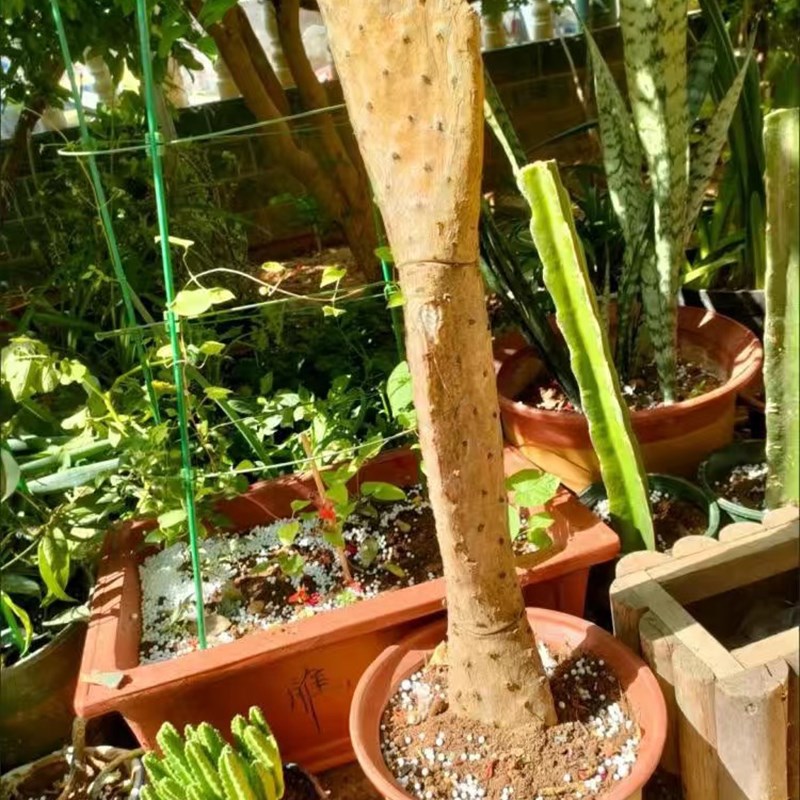 仙人掌树霸气老桩高原峭壁盆景大型造景多肉植物盆栽花卉绿植