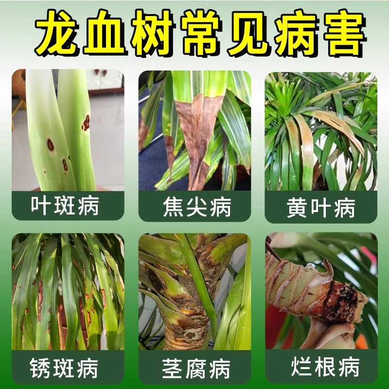 龙血树专用药治叶子发黄干尖烂根卷叶营养液怎么养龙须树专用肥料